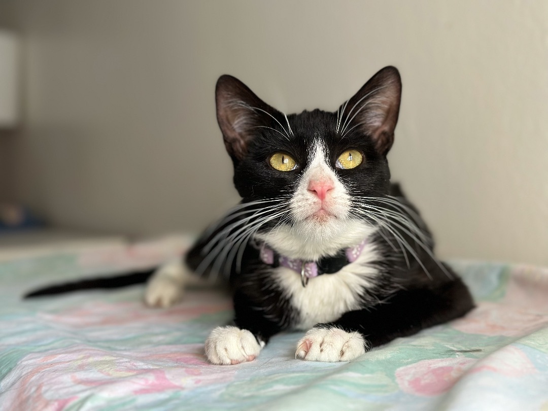 MISO, adoptable, Young Female Tuxedo.