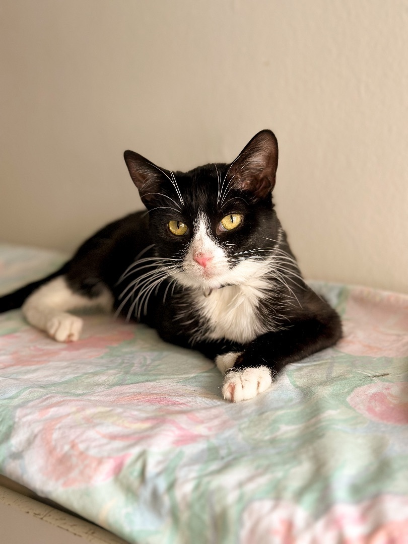 Enlarge MISO, an adoptable Tuxedo in New York, NY image 2/3