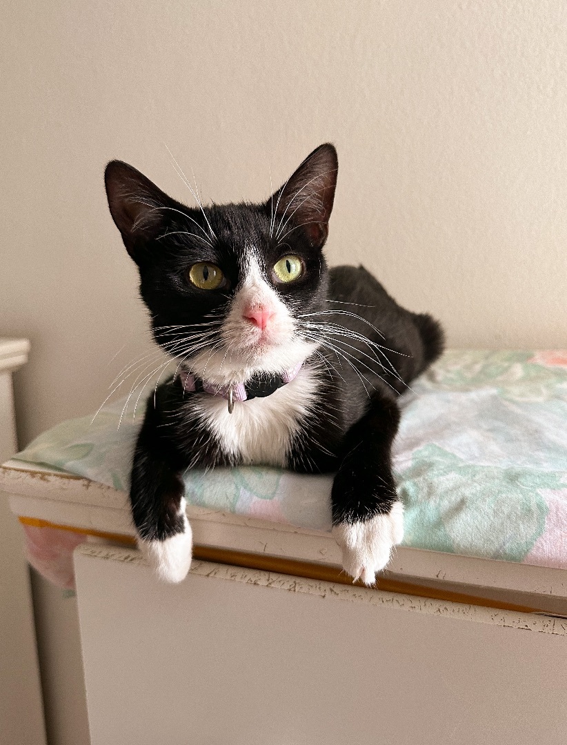 Enlarge MISO, an adoptable Tuxedo in New York, NY image 3/3