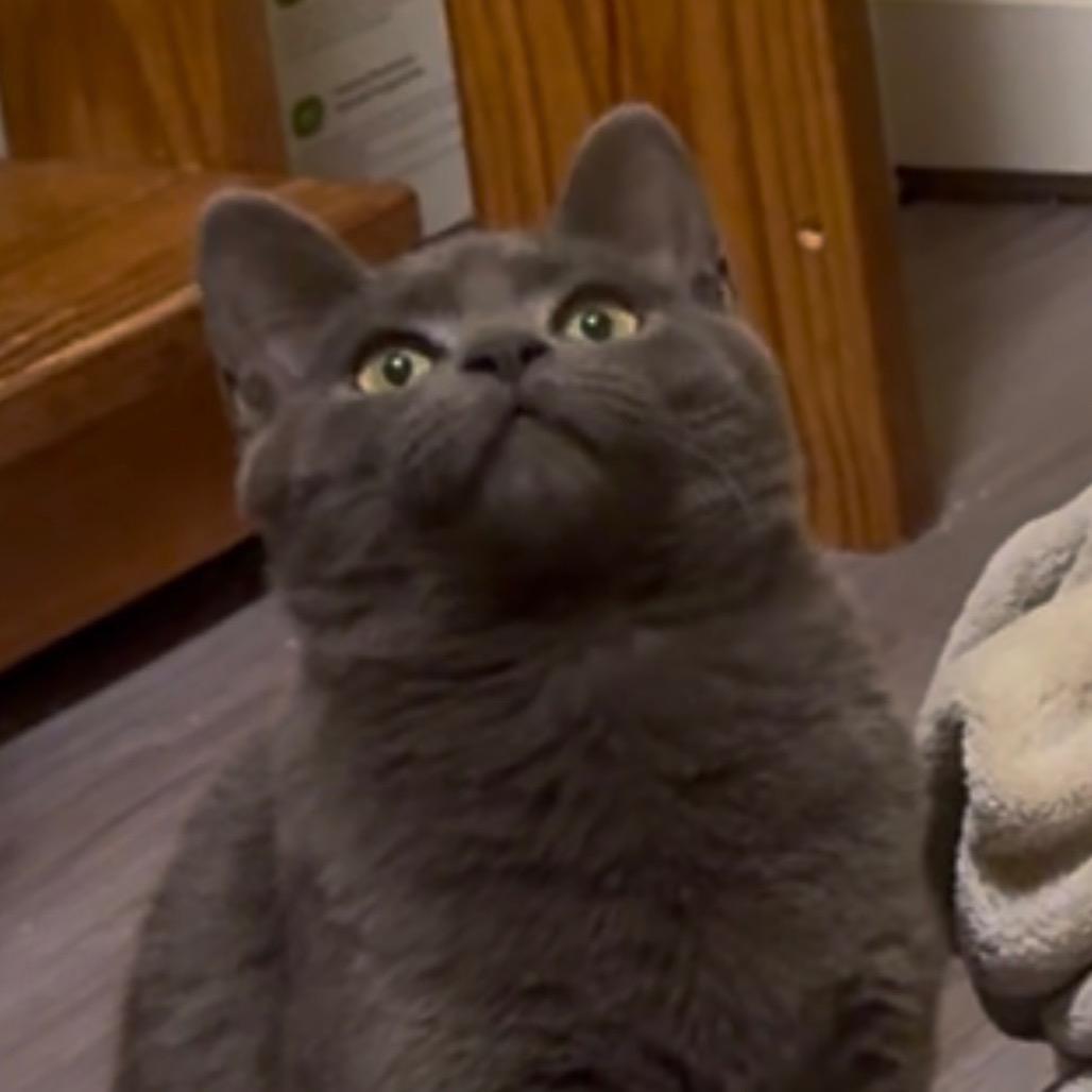 Kiwi, Adoptable, Young Male Domestic Short Hair.