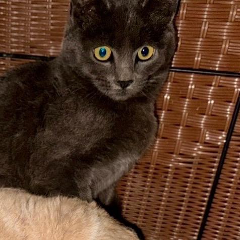 Kiwi, Adoptable, Young Male Domestic Short Hair.