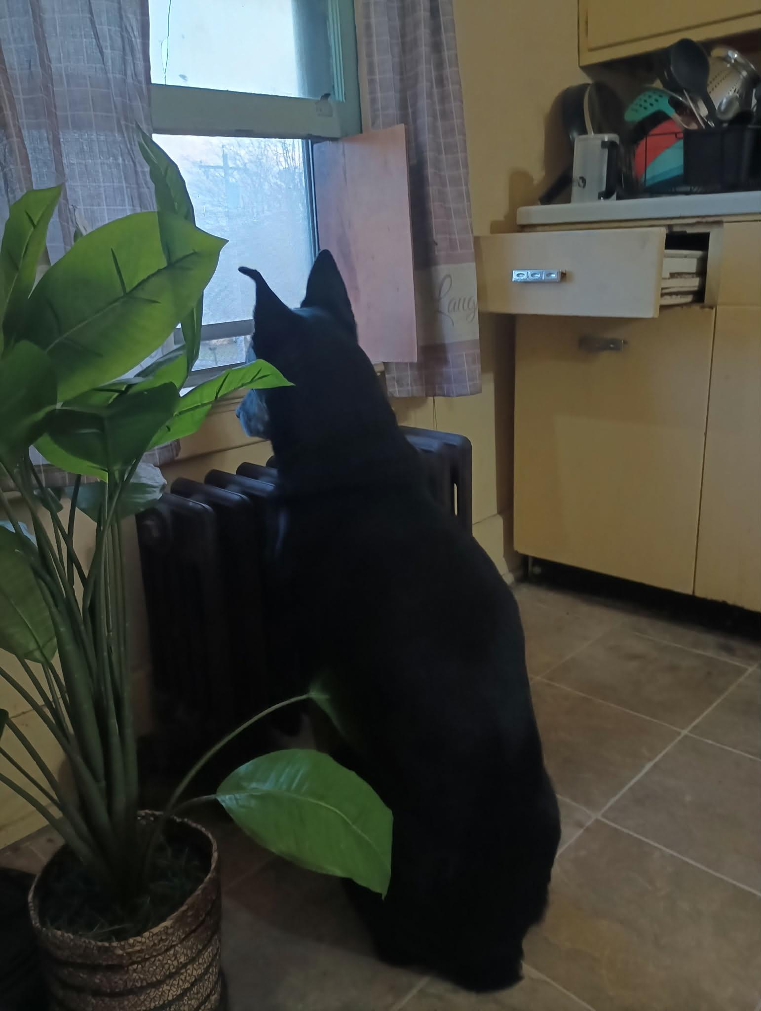 Jet, Adoptable, Adult Male German Shepherd Dog & Terrier.