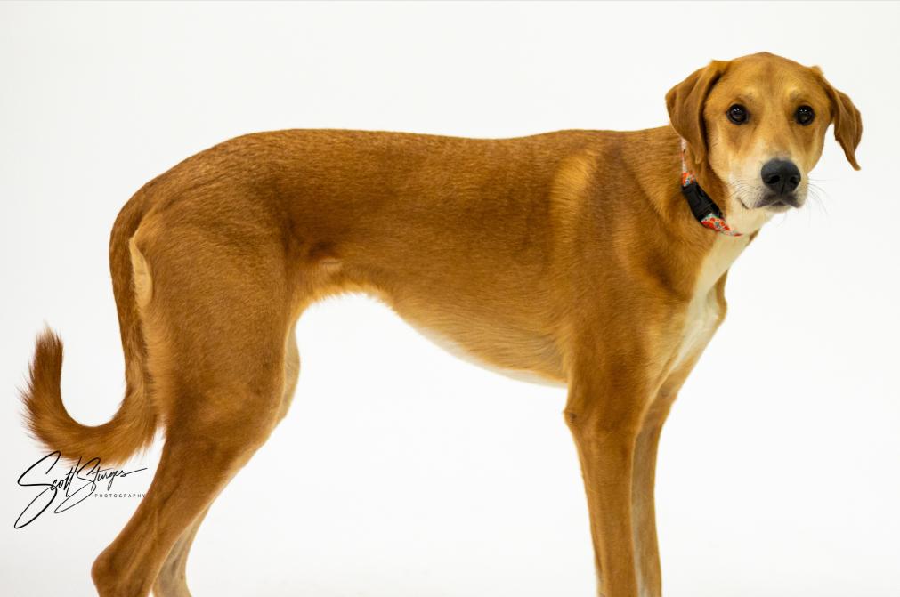 Enlarge Kit, a Adoptable mixed breed in Brooklyn Center, MN image 1/3