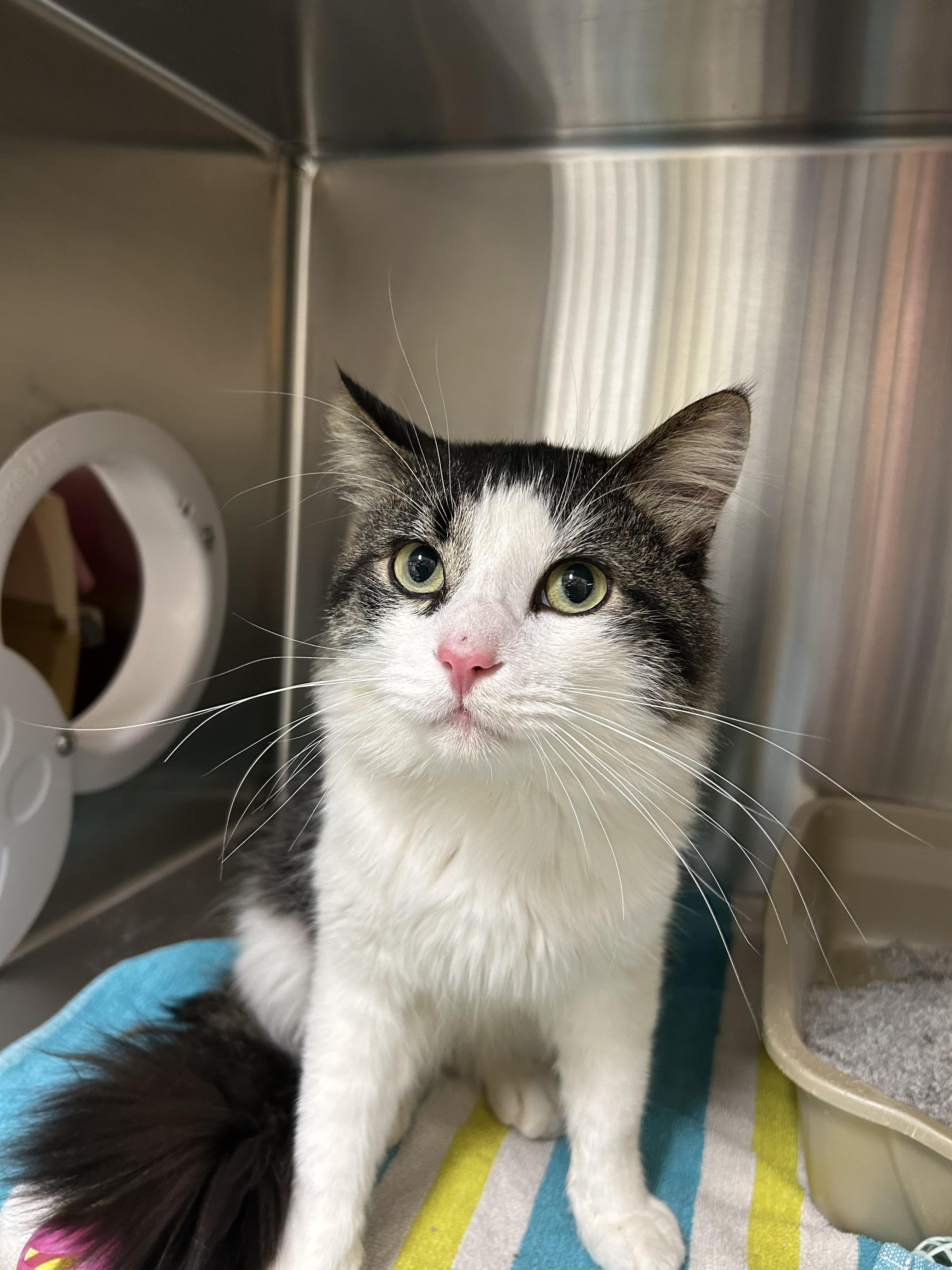 Enlarge Chili, a Adoptable Domestic Medium Hair in Caledon, ON image 1/1