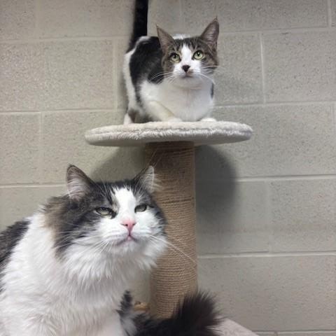 Chile, Adoptable, Adult Male Domestic Medium Hair.