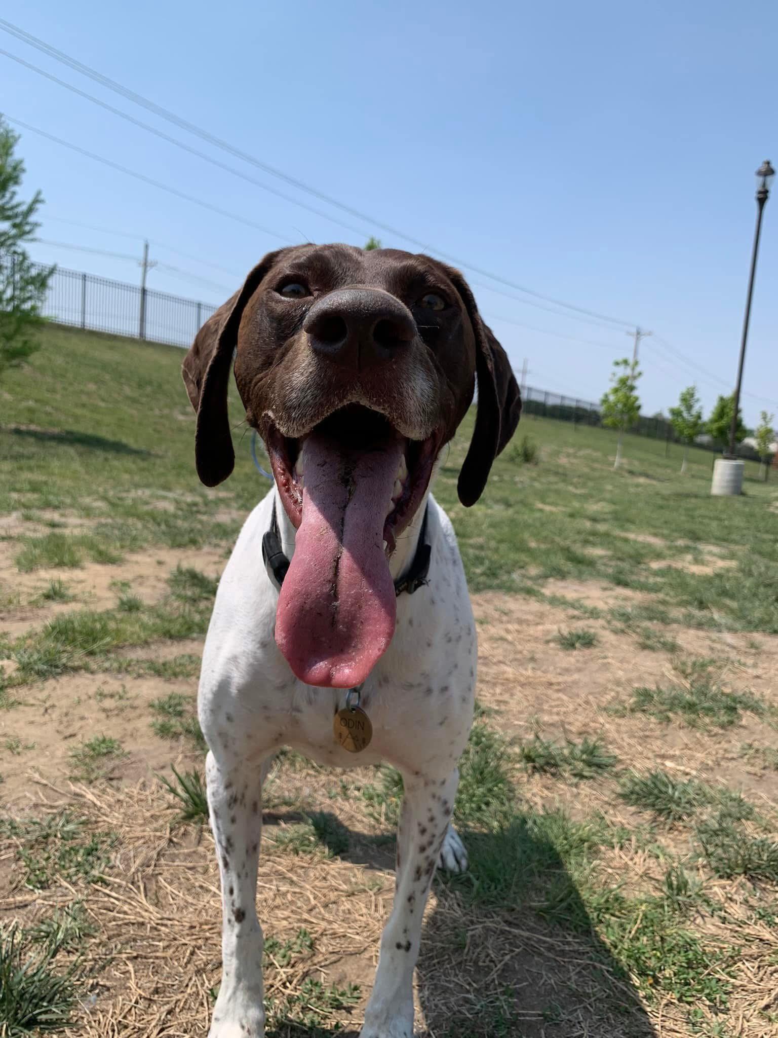 Odin, a Adopted German Shorthaired Pointer in Omaha, NE image 1/3