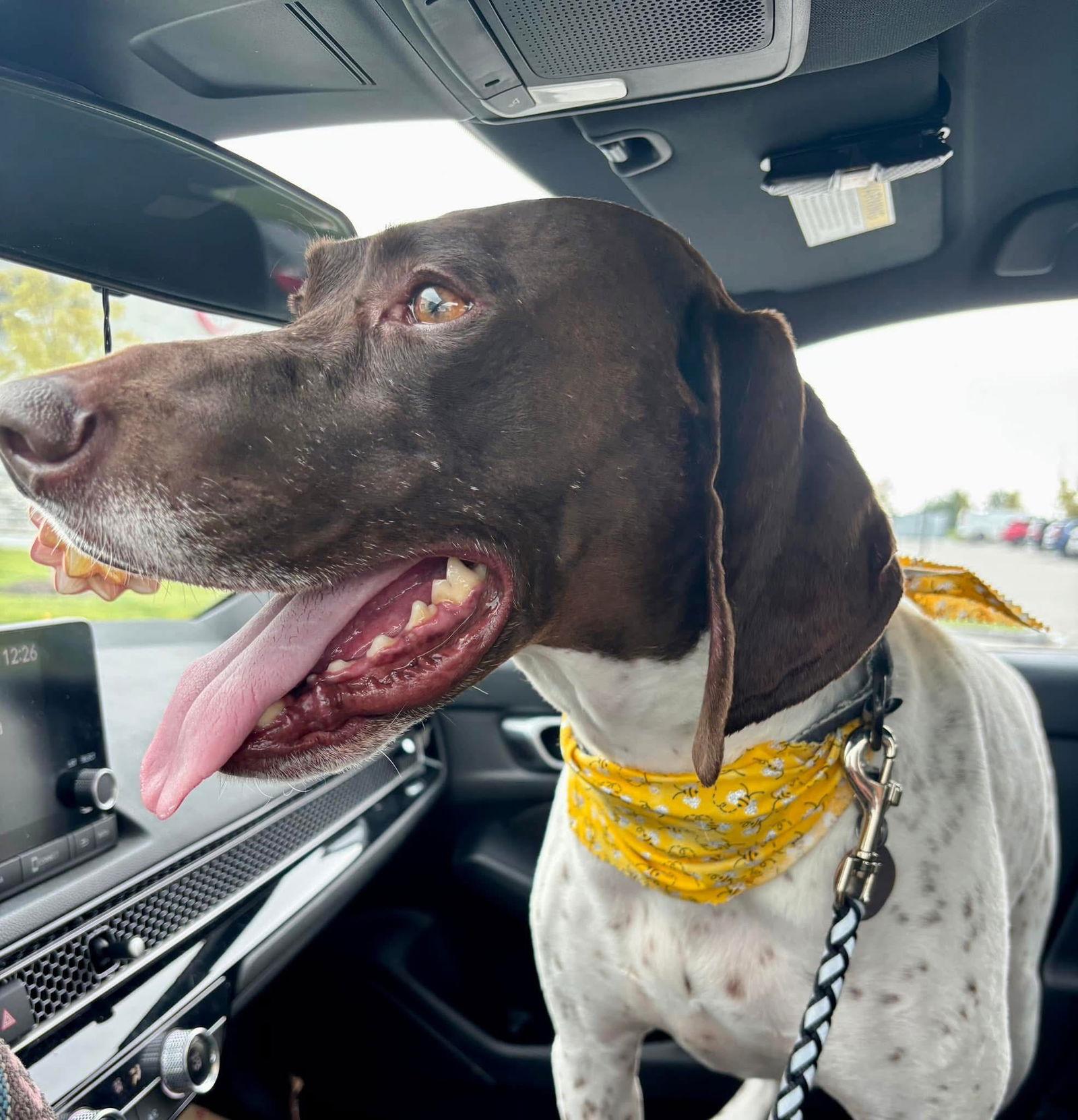 Odin, a Adopted German Shorthaired Pointer in Omaha, NE image 2/3
