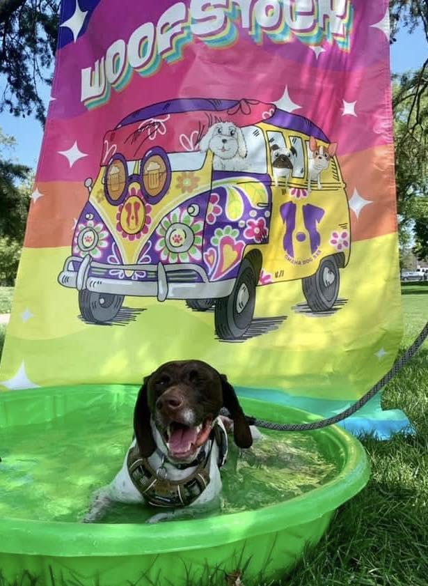 Odin, a Adopted German Shorthaired Pointer in Omaha, NE image 3/3
