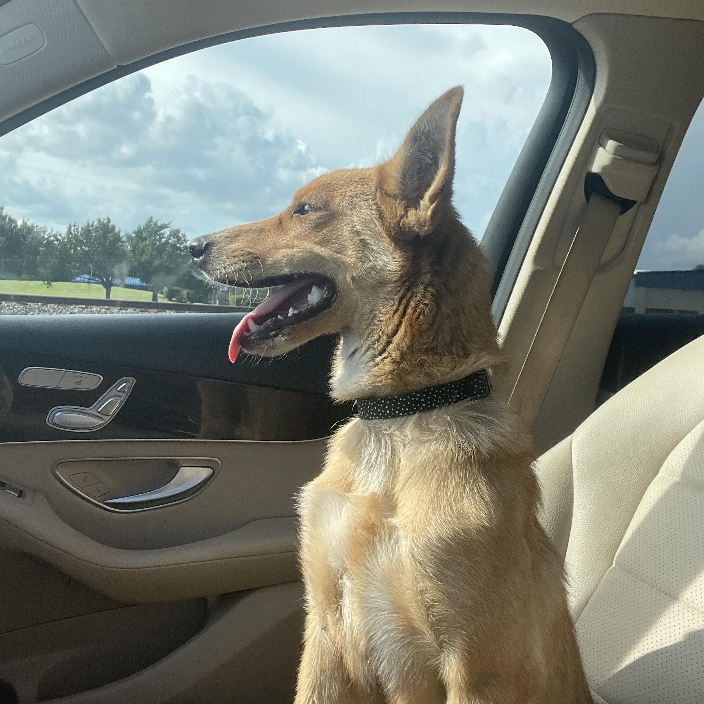 Summer, a Adoptable mixed breed in Brentwood, TN image 2/6