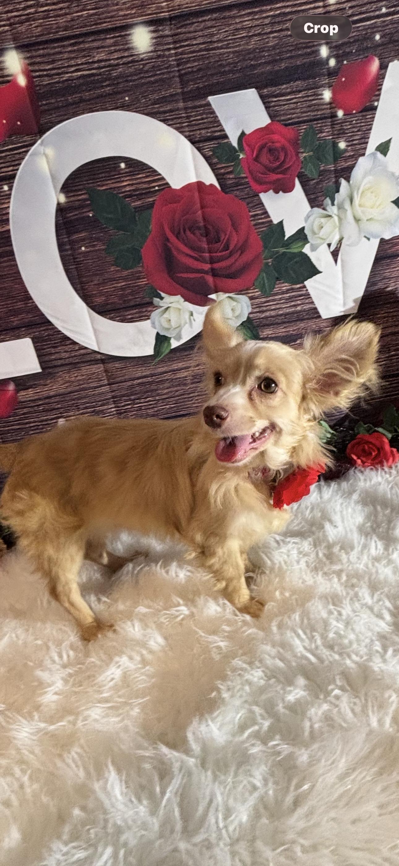 Enlarge Elsa, a ADOPTABLE mixed breed in Cottonwood, CA image 3/6