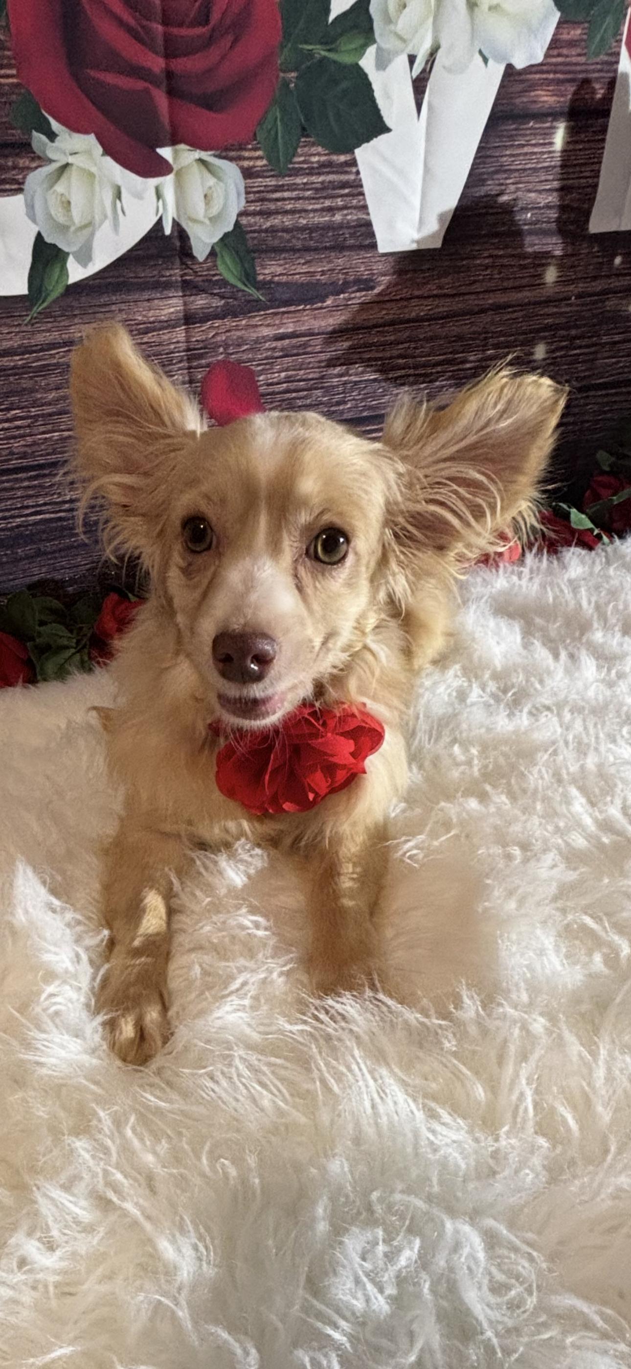 Enlarge Elsa, a ADOPTABLE mixed breed in Cottonwood, CA image 5/6