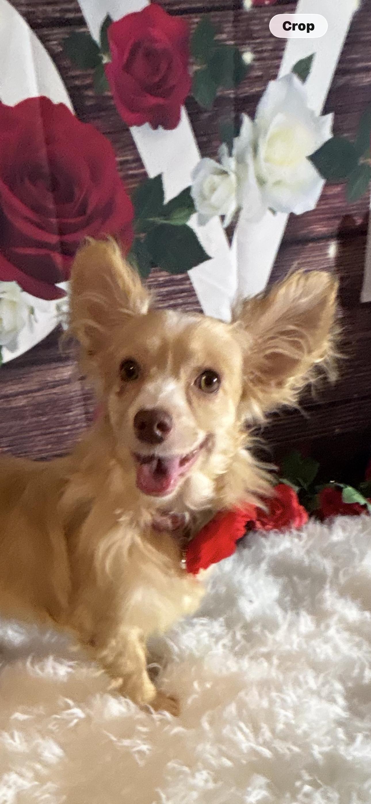 Enlarge Elsa, a ADOPTABLE mixed breed in Cottonwood, CA image 6/6