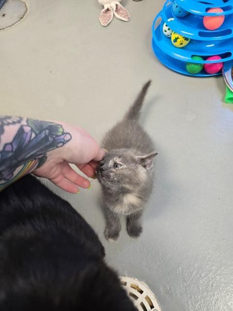 Enlarge Cindy, a Adopted mixed breed in Barron, WI image 3/3