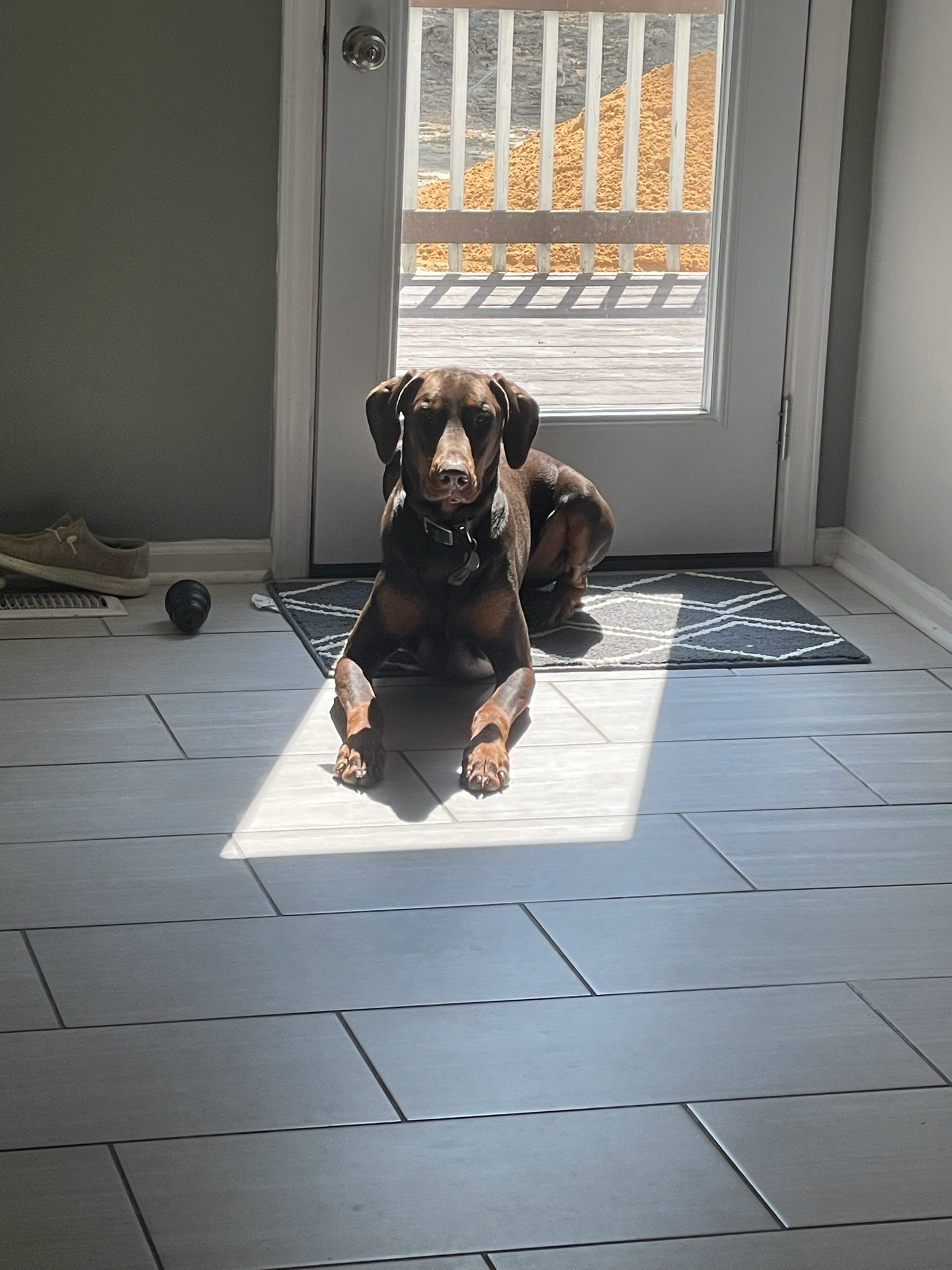 Enlarge Ody, a Adopted Doberman Pinscher in Matthews, NC image 4/4