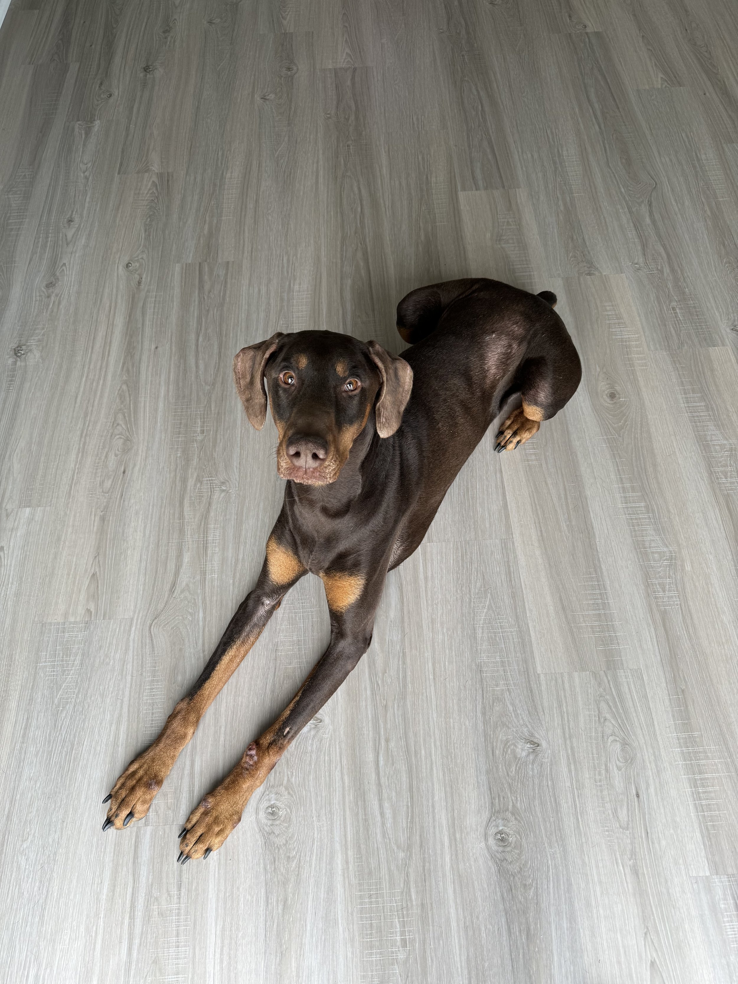 Enlarge Ody, a Adopted Doberman Pinscher in Matthews, NC image 2/4