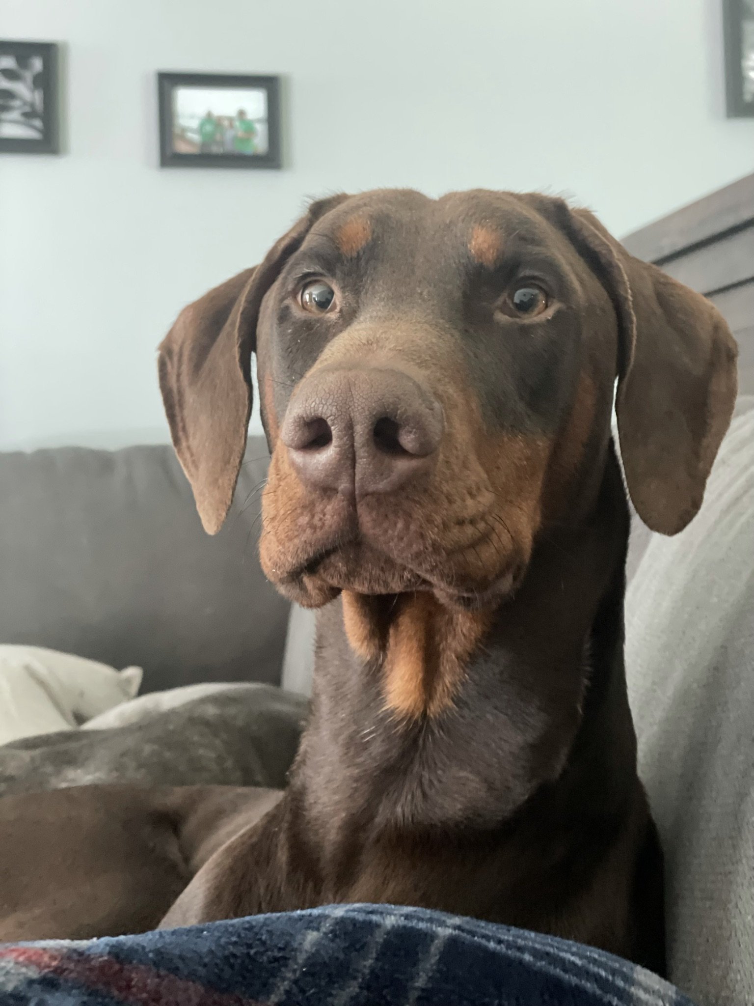 Enlarge Ody, a Adopted Doberman Pinscher in Matthews, NC image 1/4