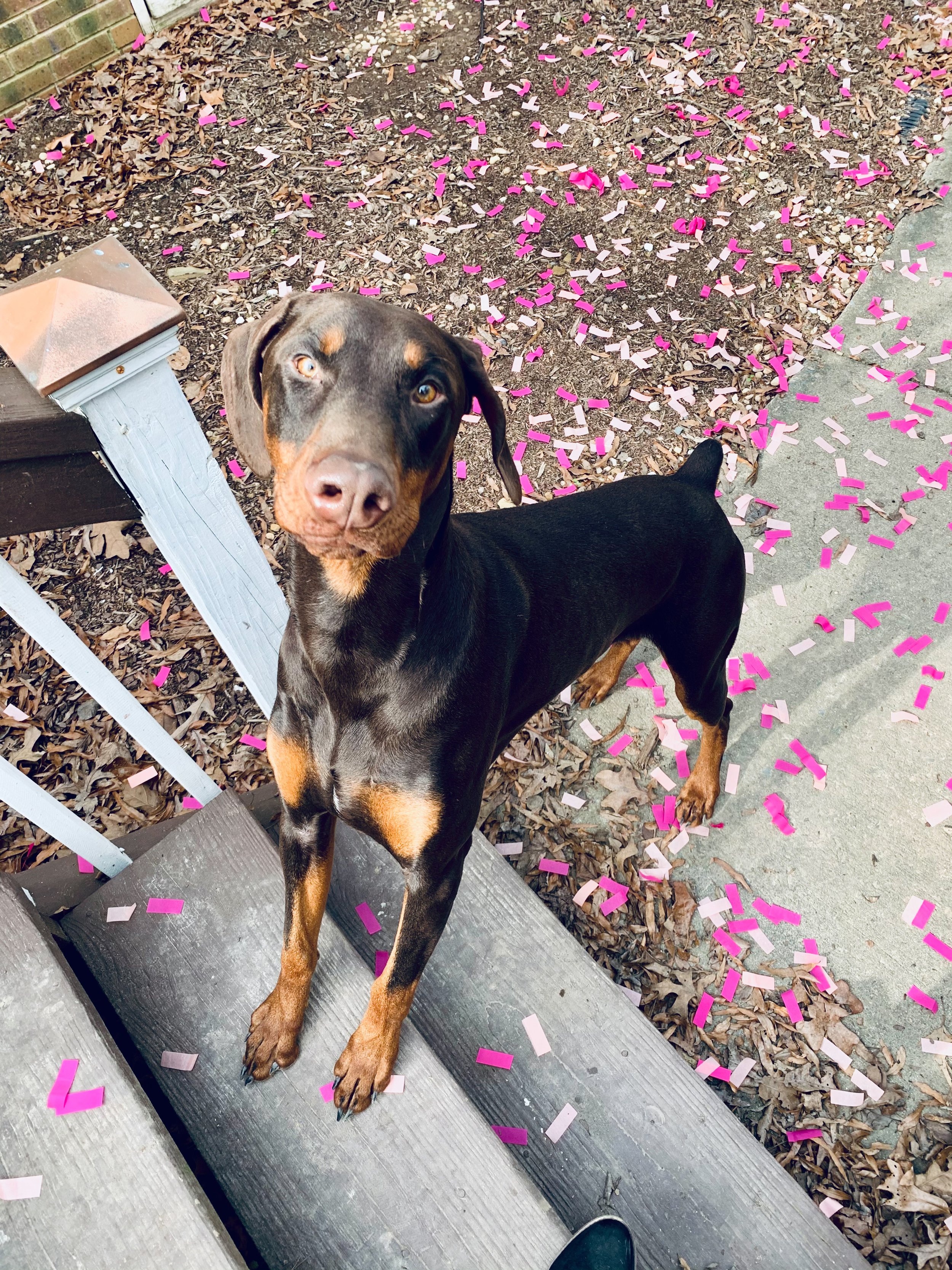 Enlarge Ody, a Adopted Doberman Pinscher in Matthews, NC image 3/4
