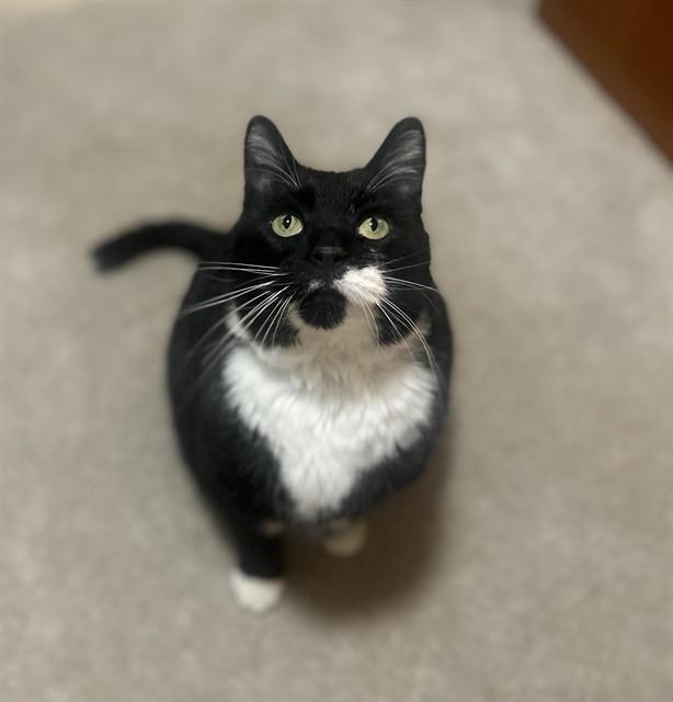 Enlarge KITTY PURRY, a Adoptable Domestic Short Hair in Aurora, CO image 1/1