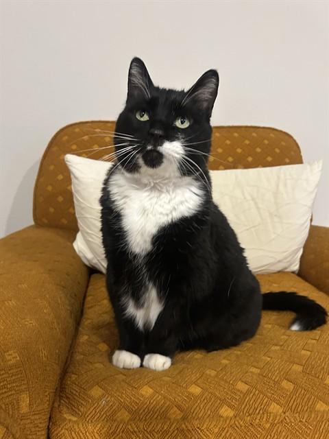 KITTY PURRY, Adoptable, Senior Female Domestic Short Hair.