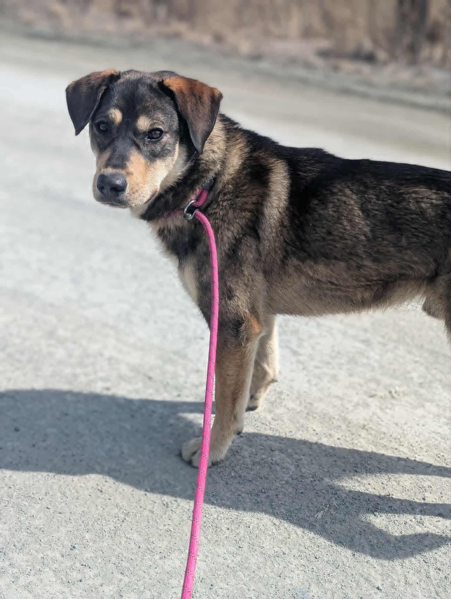 Balto, an adopted Husky in Bethel, AK image 2/4