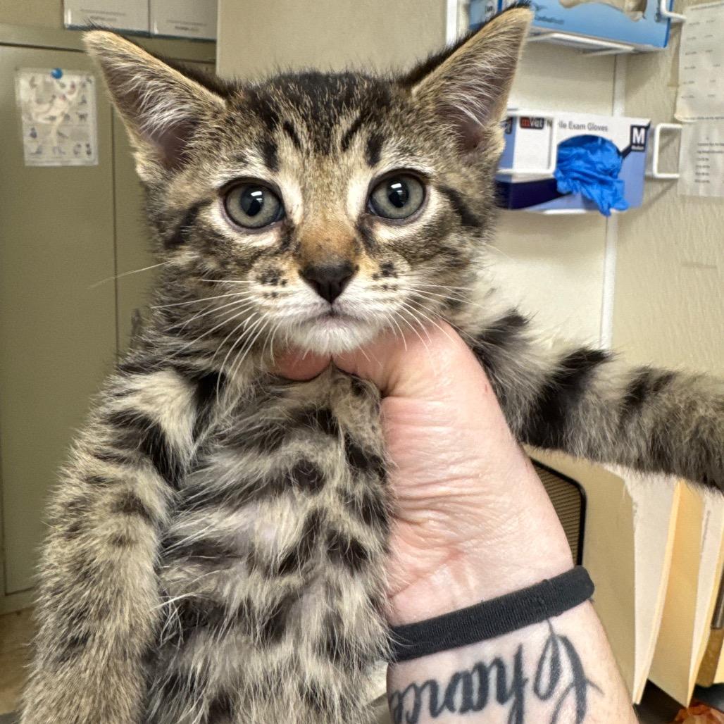 Enlarge Fundraiser, a Adoptable Domestic Short Hair in Pekin, IL image 1/1