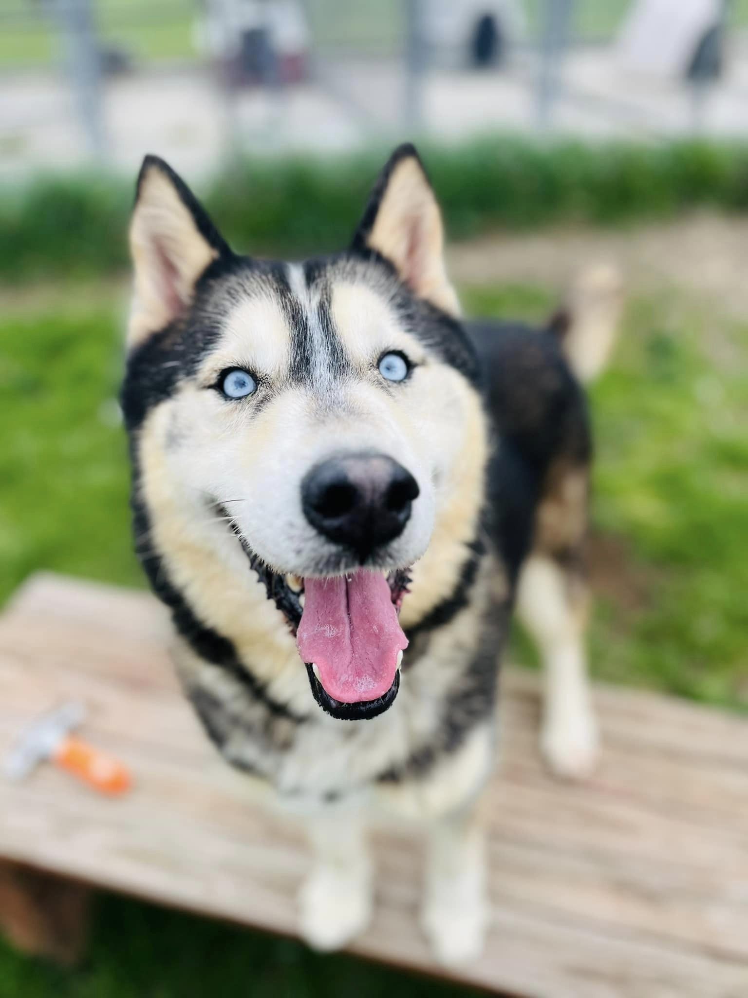 Thor, Adoptable, Adult Male Siberian Husky & Husky.