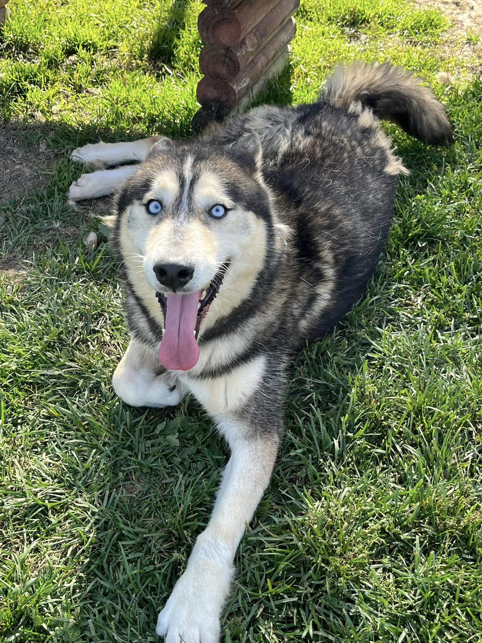 Thor, a Adoptable mixed breed in Harvard, IL image 5/6