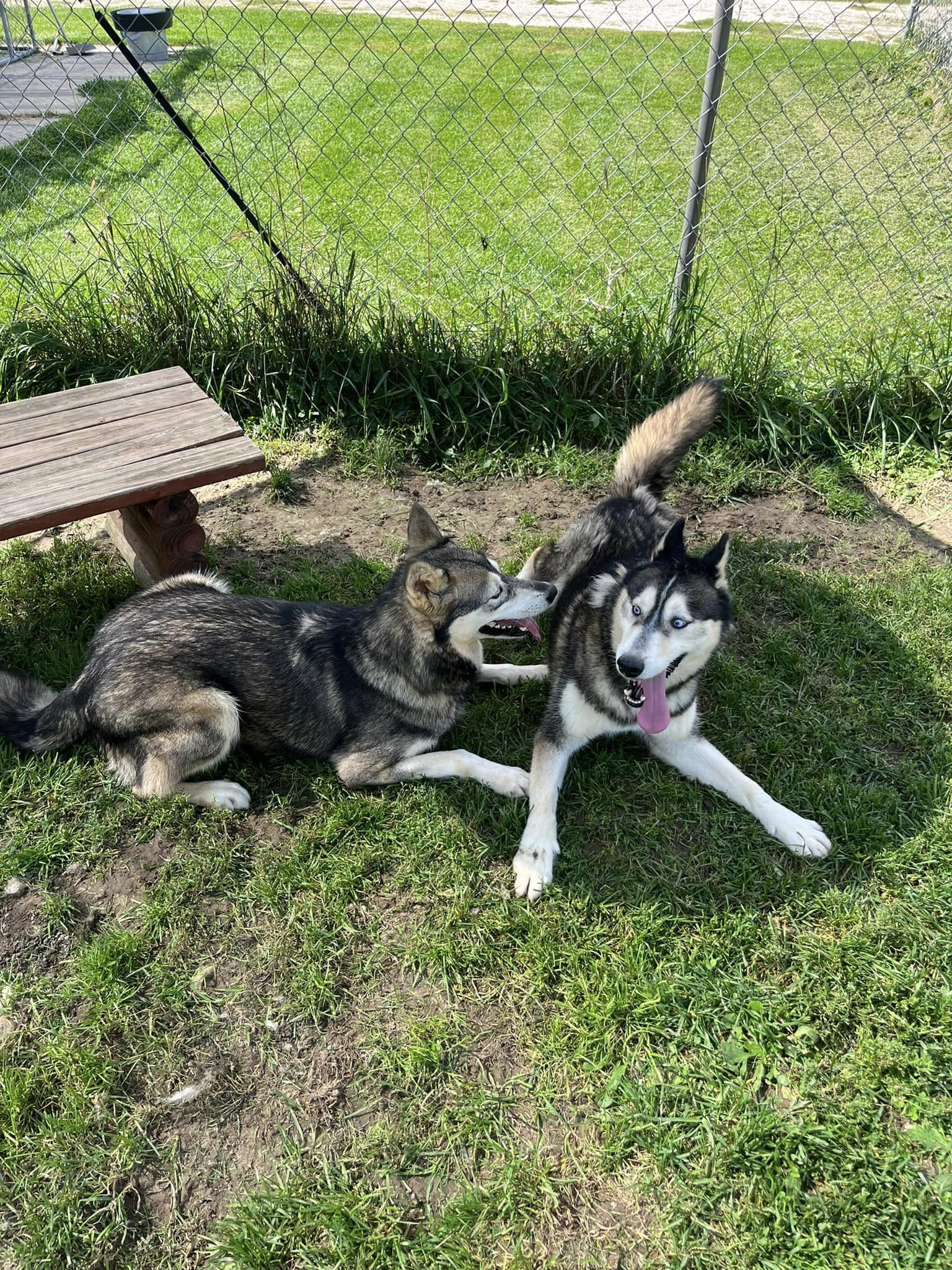 Thor, a Adoptable mixed breed in Harvard, IL image 6/6