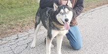 Thor, a Adoptable mixed breed in Harvard, IL image 2/6