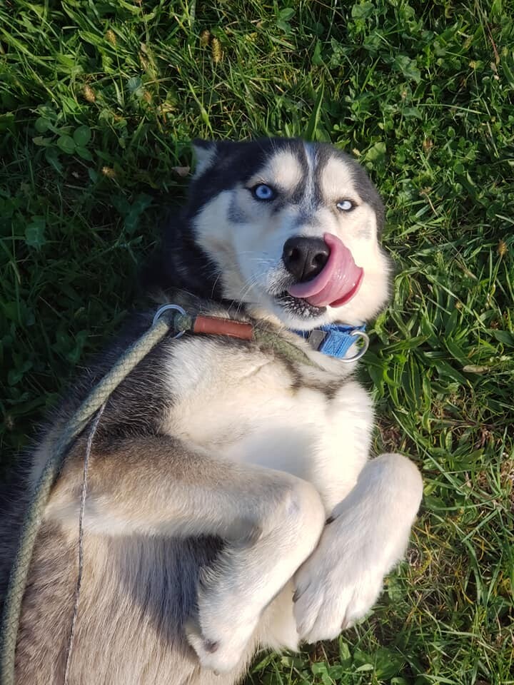 Thor, a Adoptable mixed breed in Harvard, IL image 3/6
