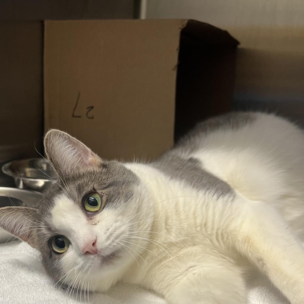 Mike, Adoptable, Adult Male Domestic Short Hair.