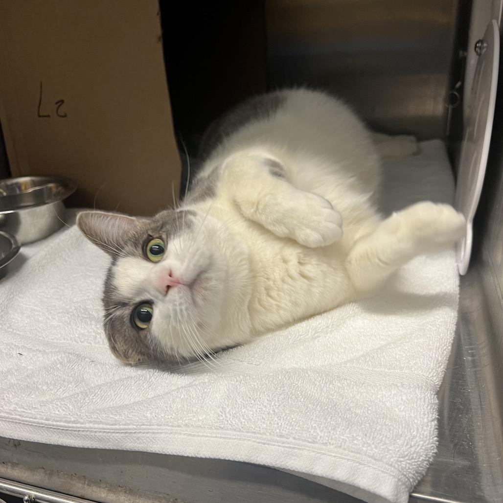 Enlarge Mike, a Adoptable Domestic Short Hair in West Olive, MI image 2/4