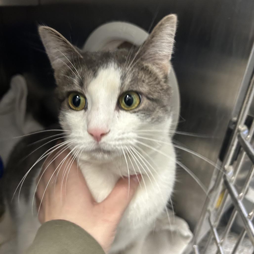 Mike, Adoptable, Adult Male Domestic Short Hair.