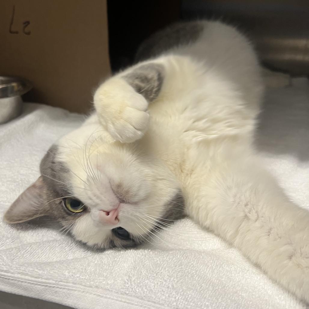 Enlarge Mike, a Adoptable Domestic Short Hair in West Olive, MI image 4/4