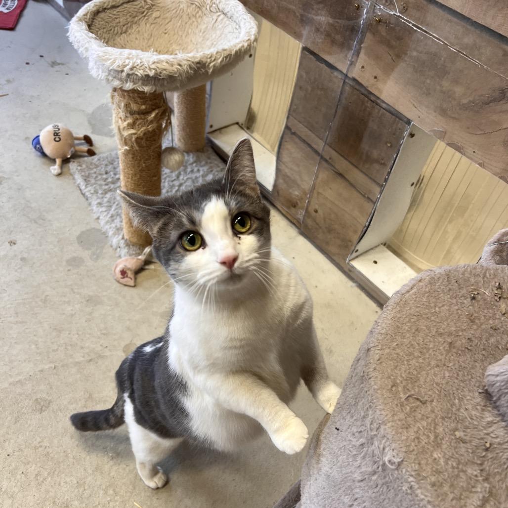 Enlarge Mike (Critter Barn), a Adoptable Domestic Short Hair in West Olive, MI image 5/6