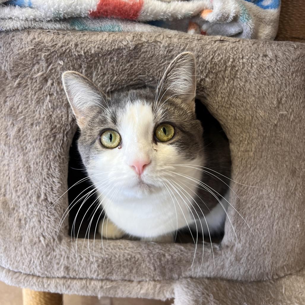 Enlarge Mike (Critter Barn), a Adoptable Domestic Short Hair in West Olive, MI image 6/6