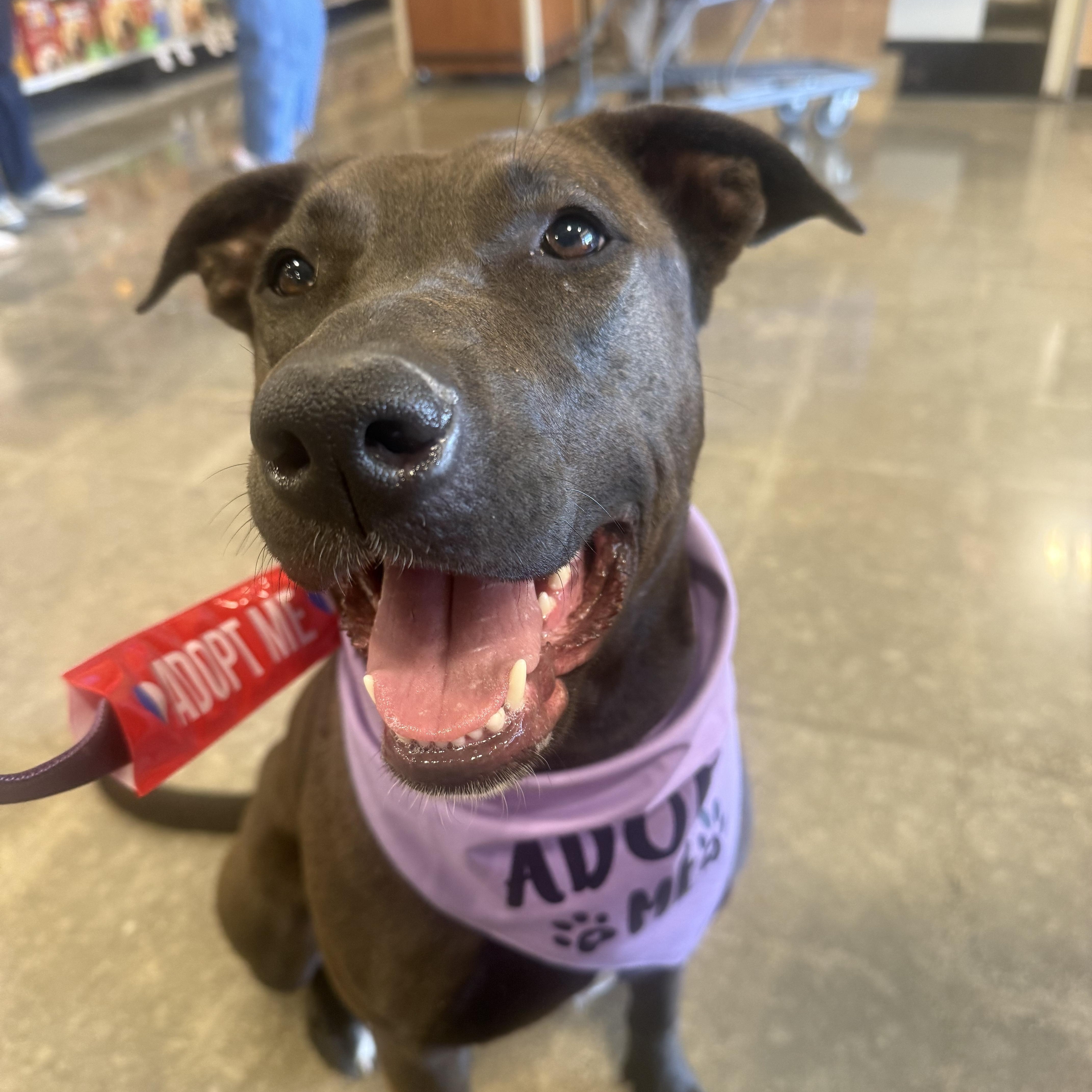 Enlarge Bindy, an adoptable mixed breed in Lakeside, CA image 1/3