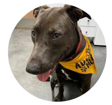 Bindy, an adoptable mixed breed in Lakeside, CA image 1/2