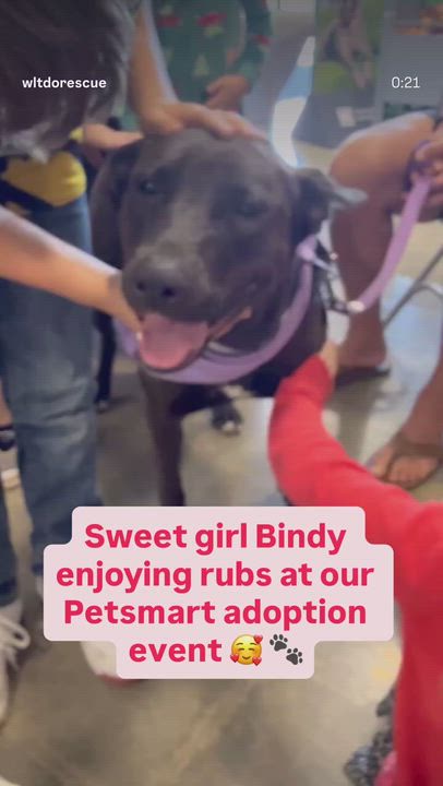 Enlarge Bindy, an adoptable mixed breed in Lakeside, CA video 4/5