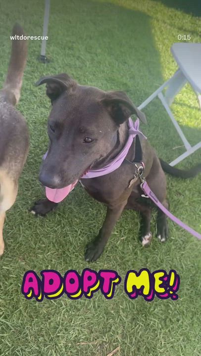 Enlarge Bindy, an adoptable mixed breed in Lakeside, CA video 5/5