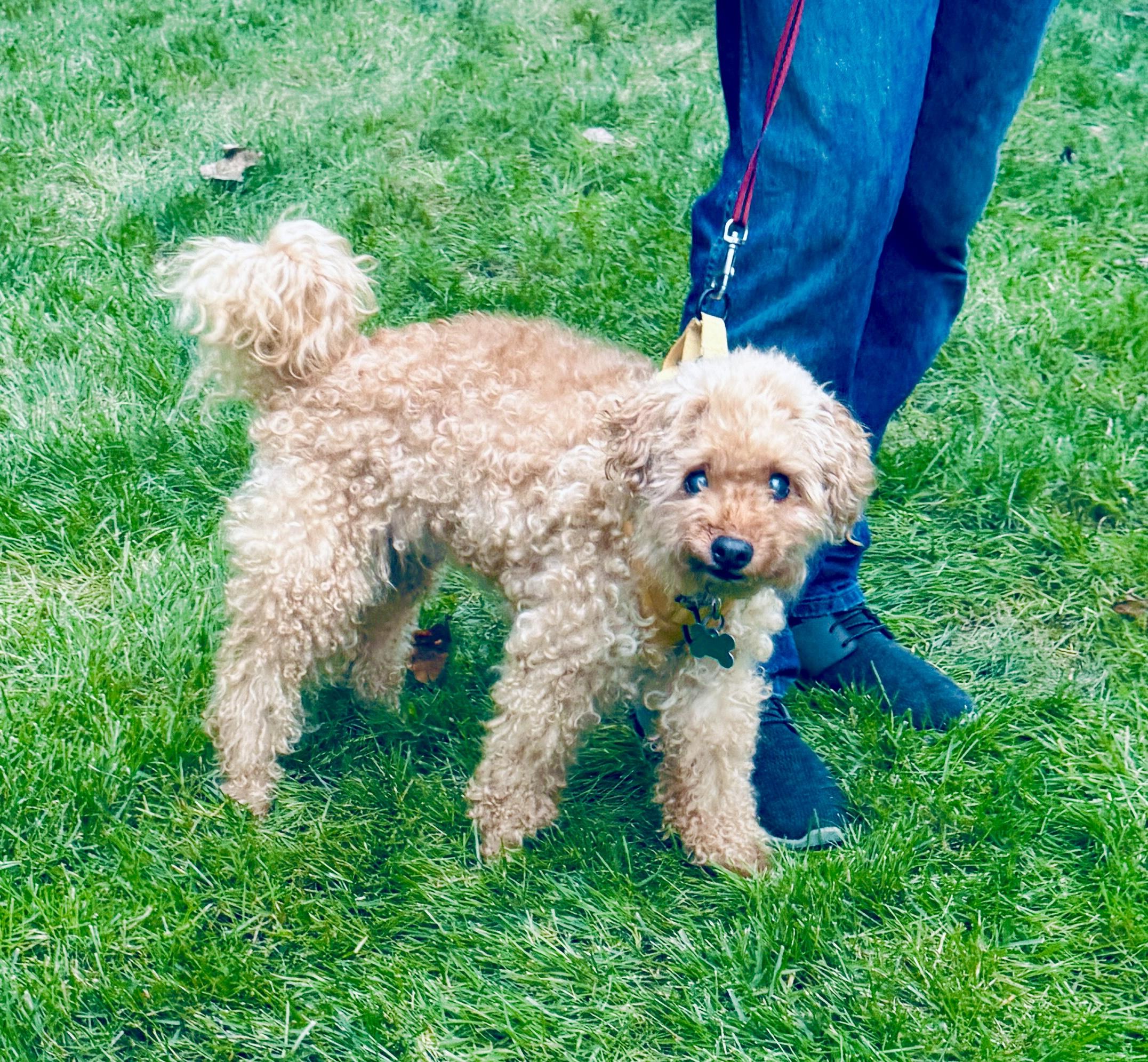 Enlarge Bucky, a Adoptable mixed breed in Warren, NJ image 3/6