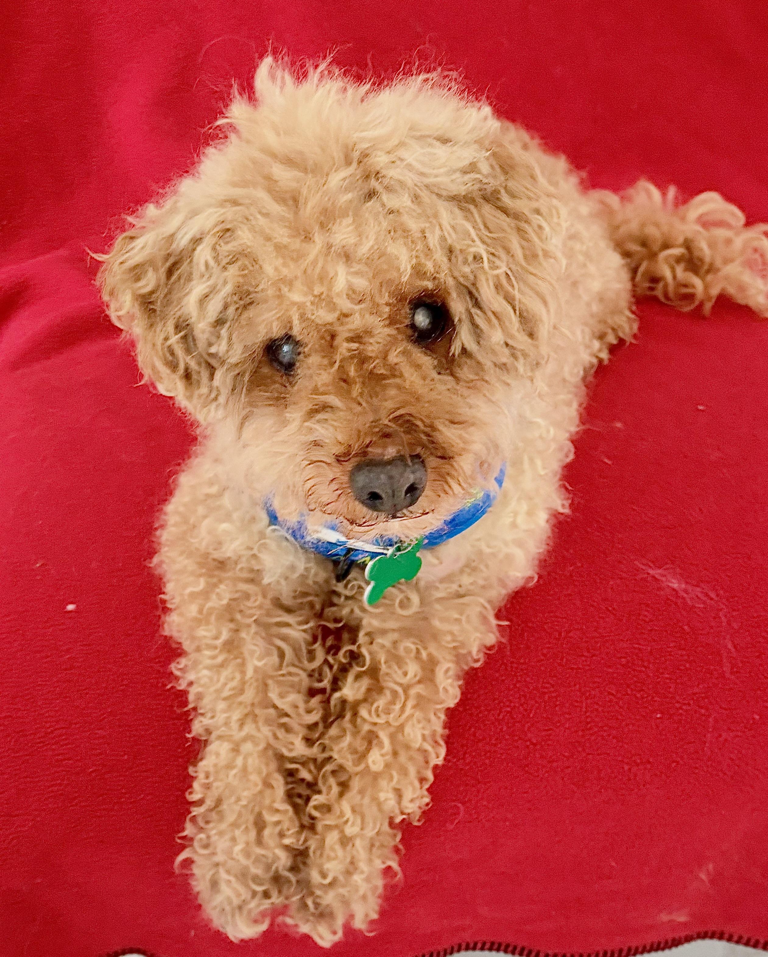 Enlarge Bucky, a Adoptable mixed breed in Warren, NJ image 2/6