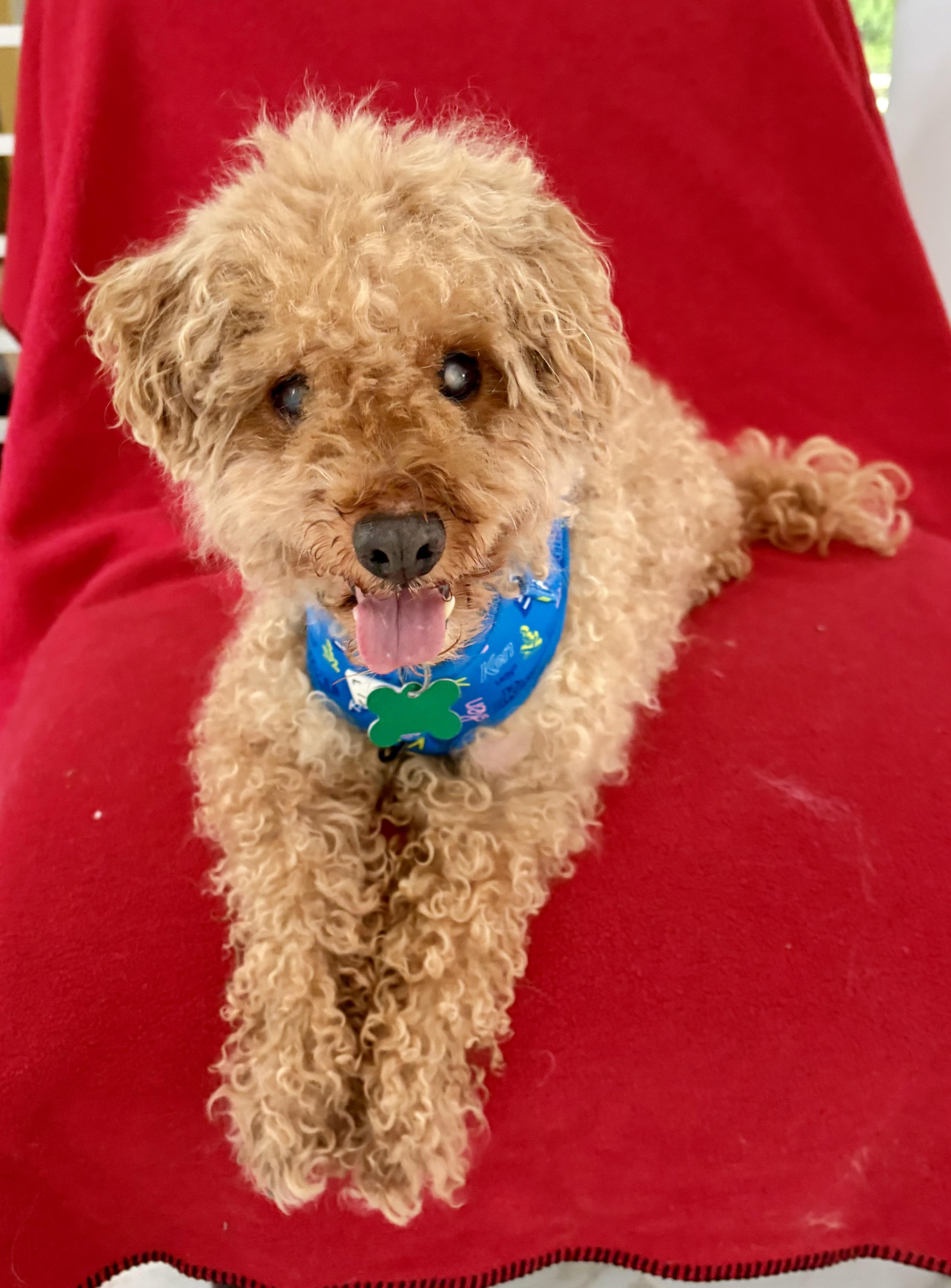 Enlarge Bucky, a Adoptable mixed breed in Warren, NJ image 6/6