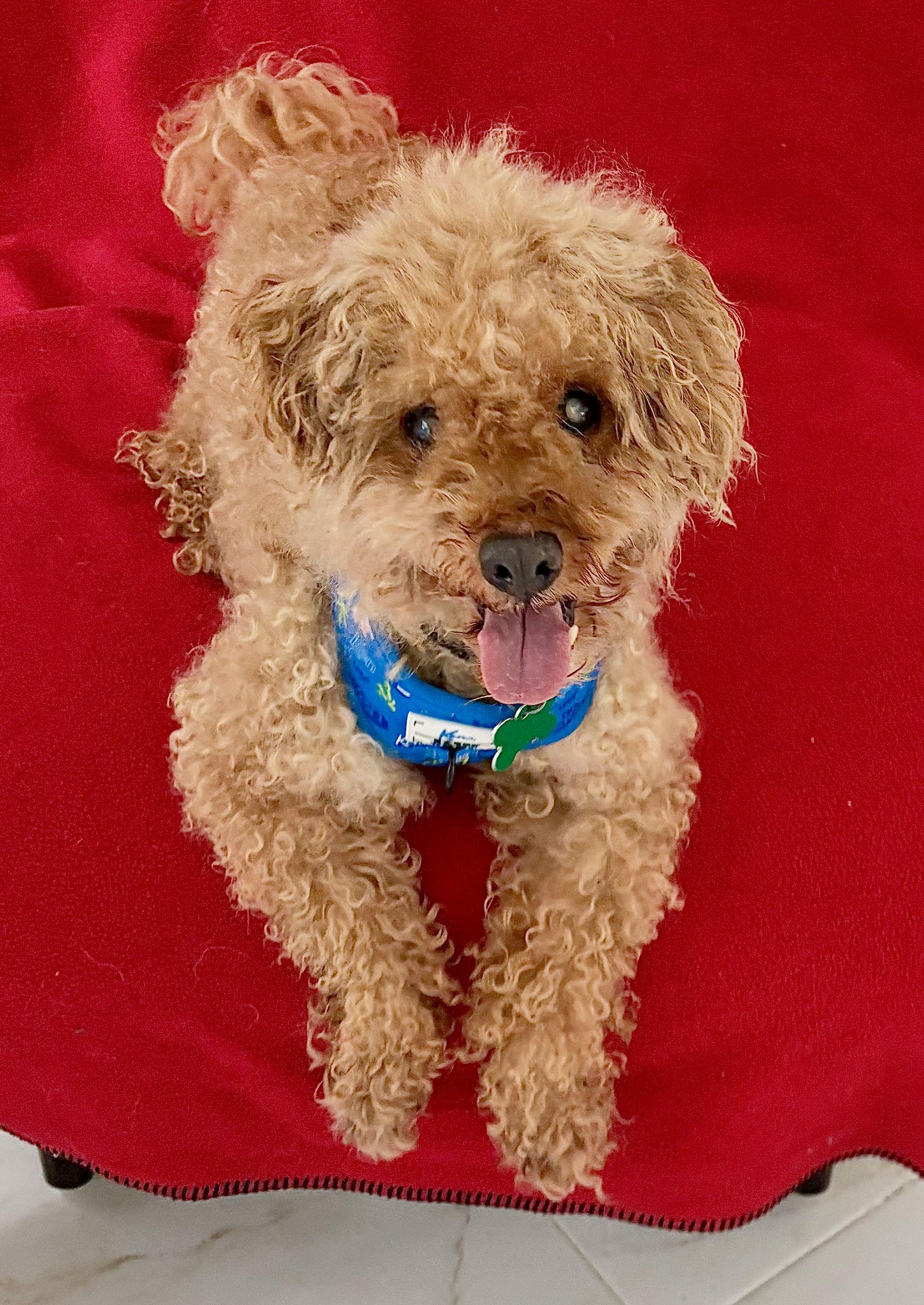 Enlarge Bucky, a Adoptable mixed breed in Warren, NJ image 4/6
