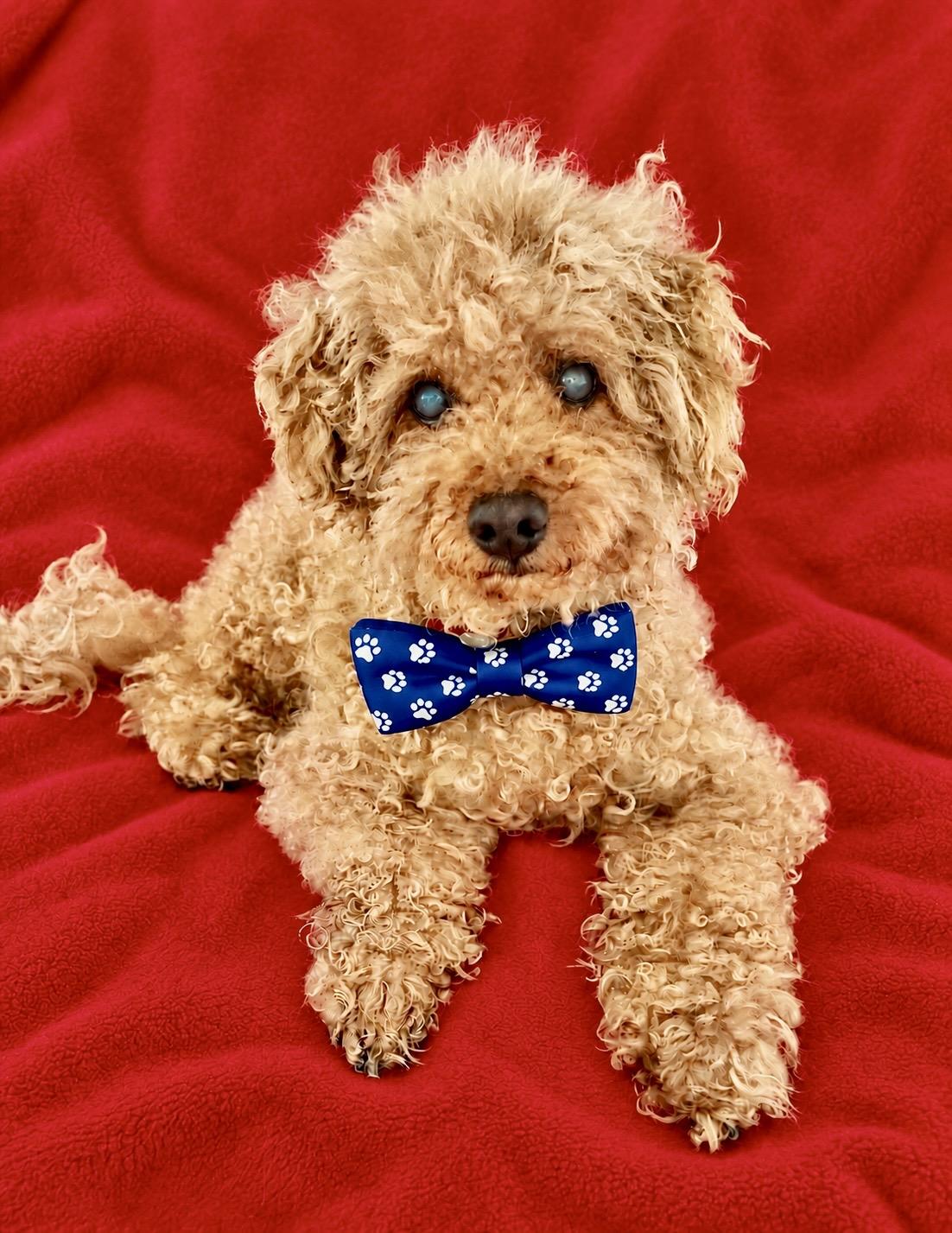 Bucky, Adoptable, Senior Male Poodle.