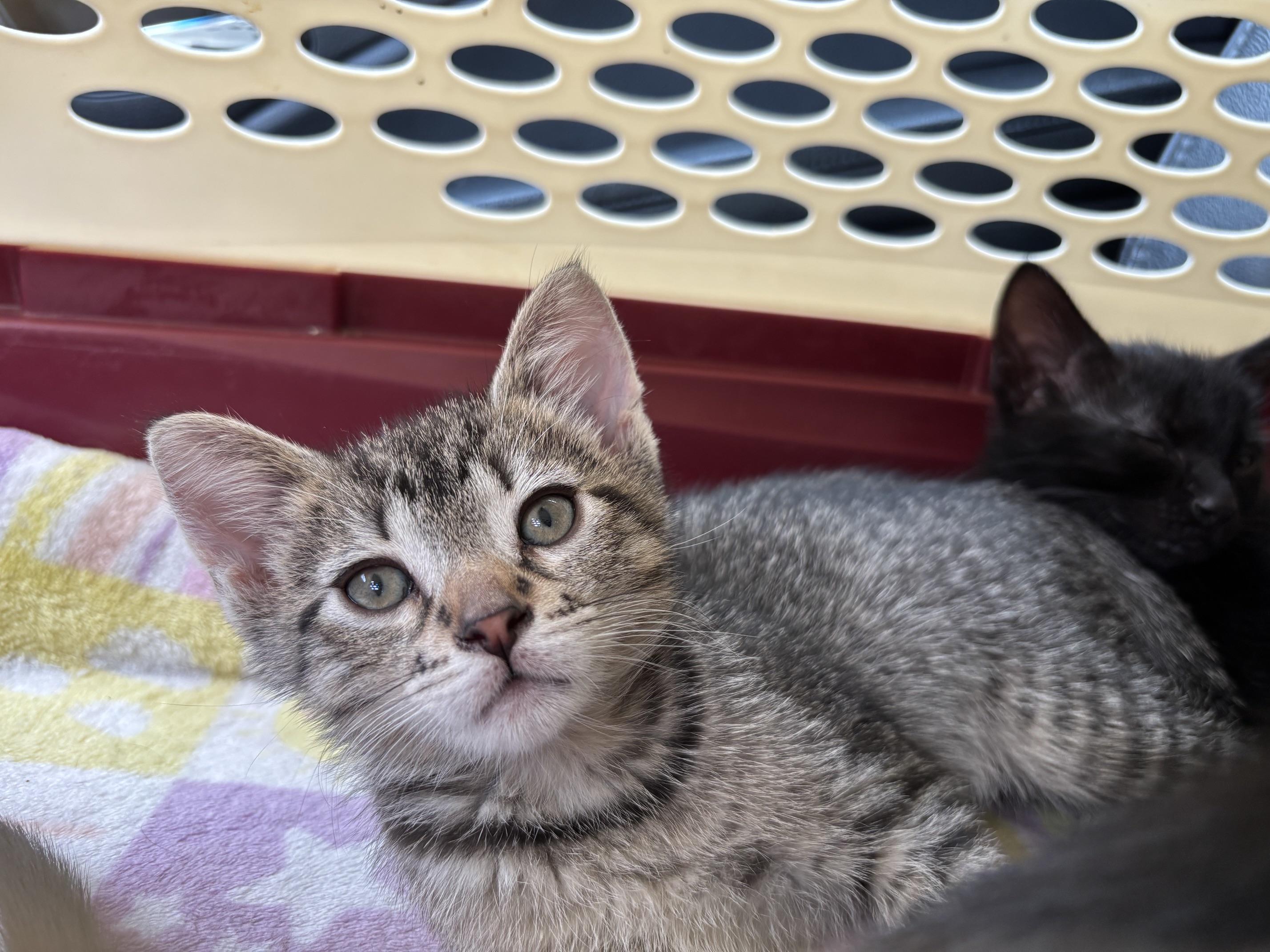 Enlarge Pickles, a Adoptable Domestic Short Hair in Cleveland, OH image 3/4