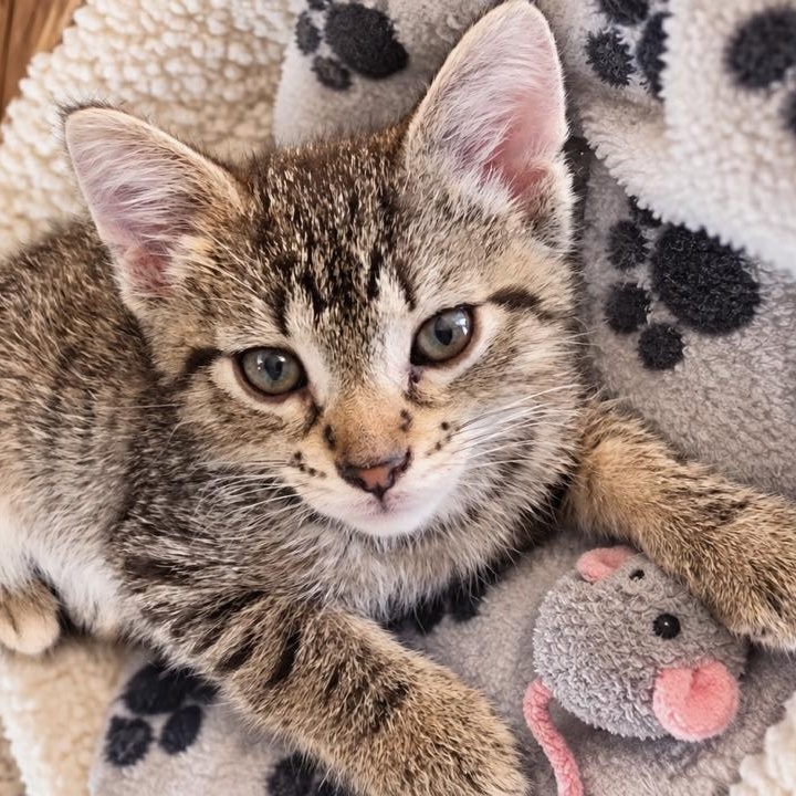 Enlarge Pickles, a Adoptable Domestic Short Hair in Cleveland, OH image 1/4