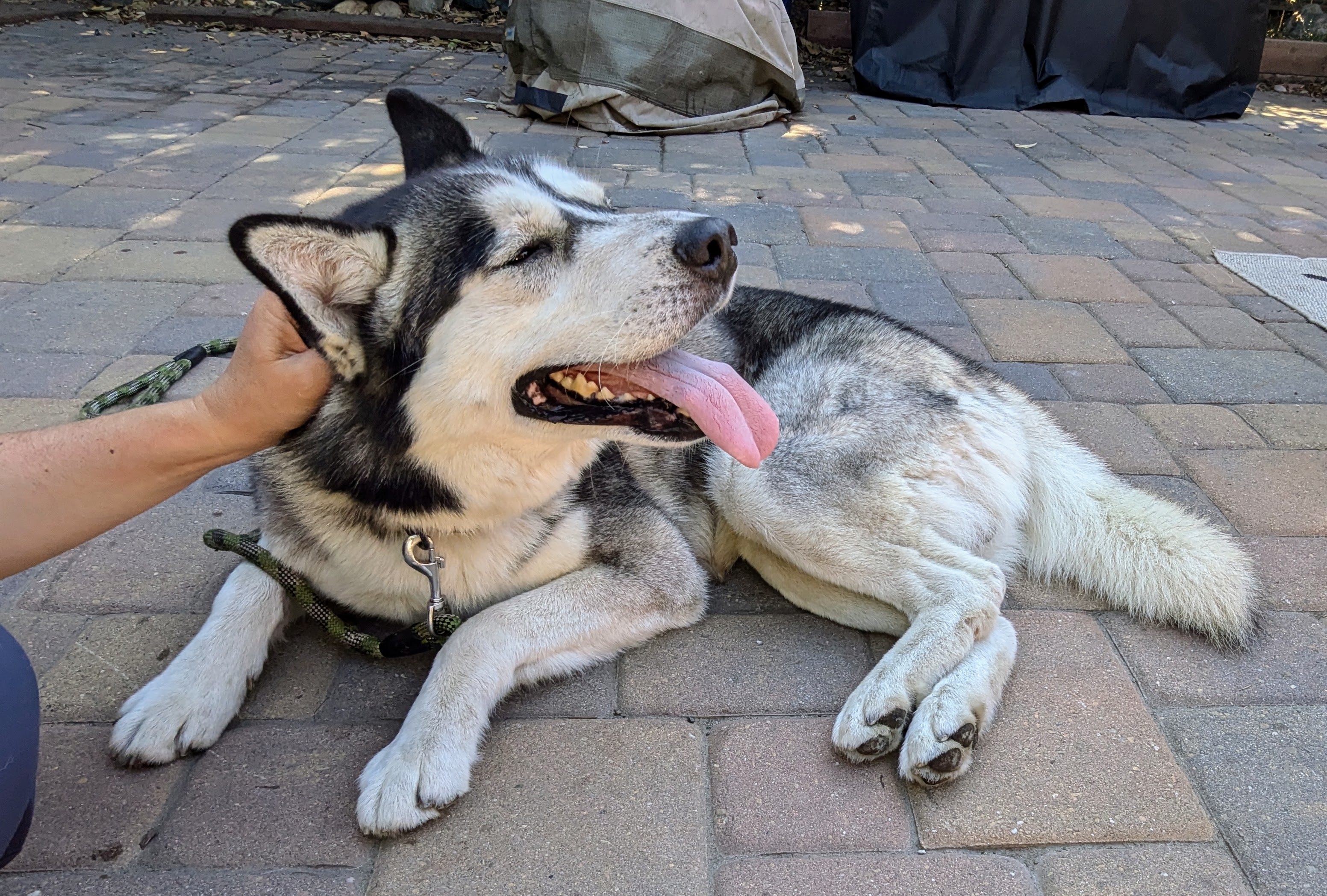Buck, a Adoptable Siberian Husky in Kensington, CA image 6/6