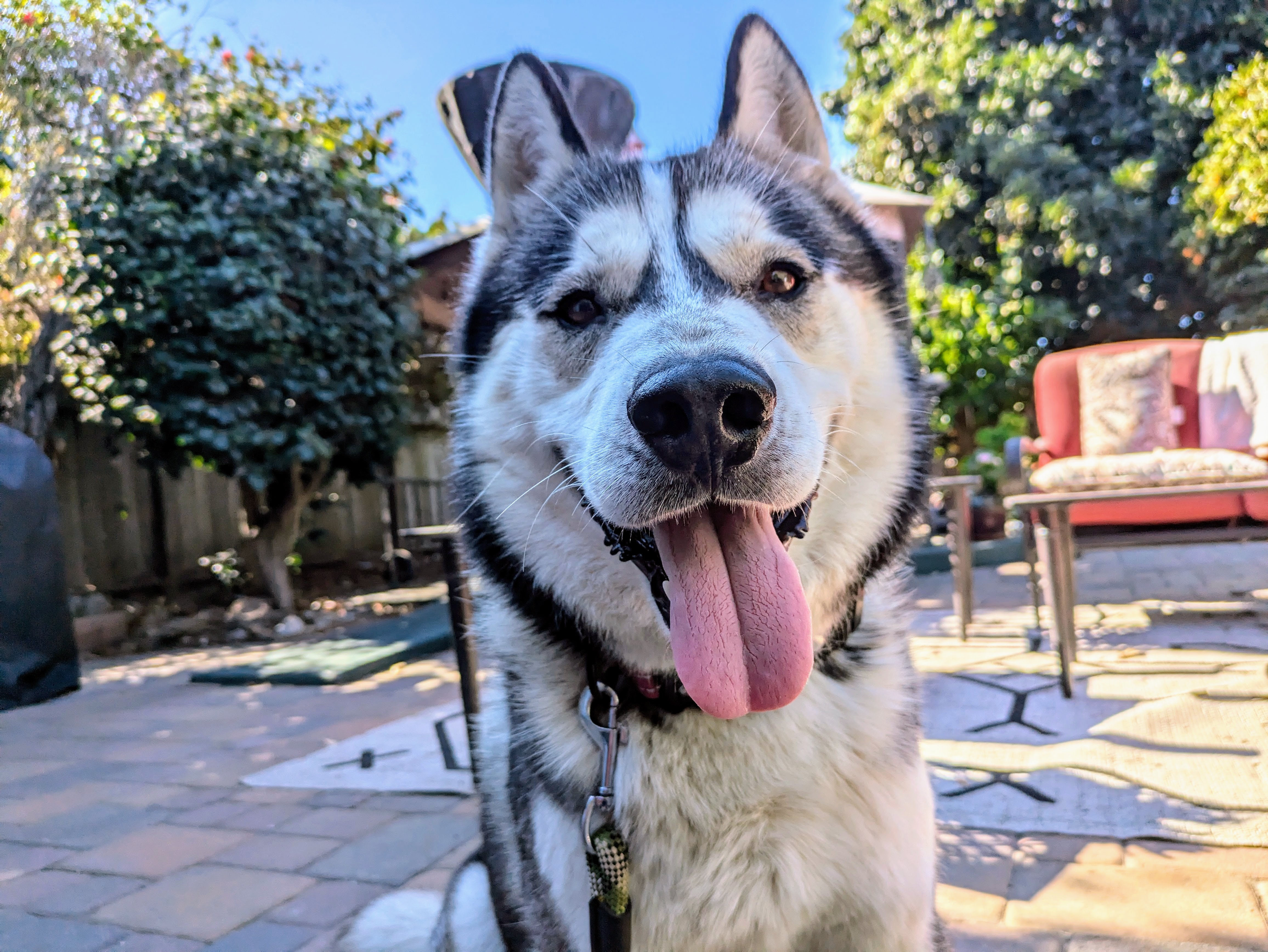 Buck, Young Male Siberian Husky