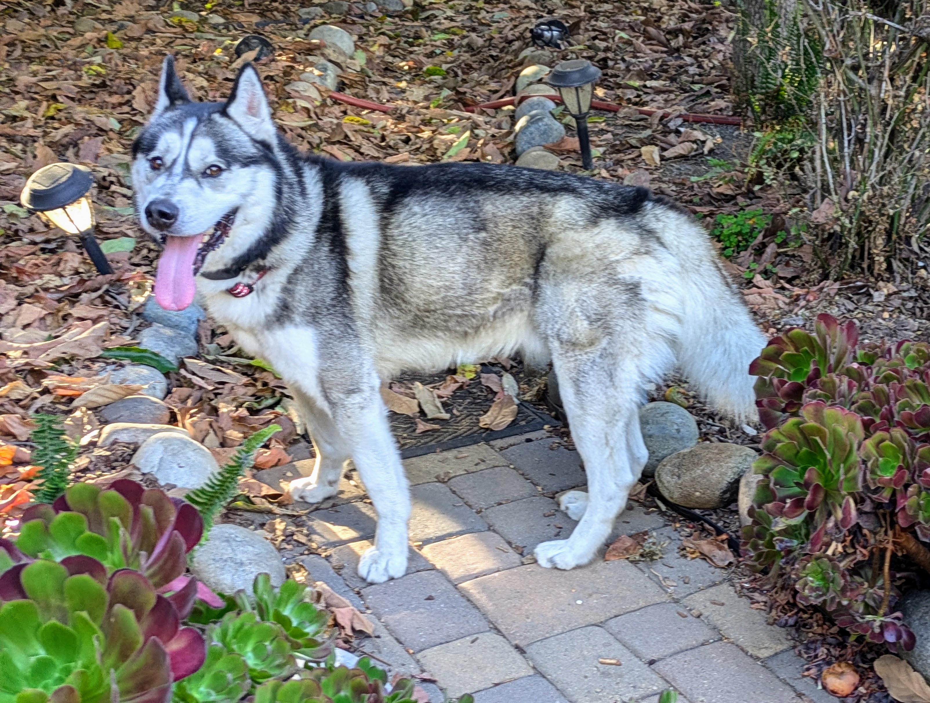 Buck, a Adoptable Siberian Husky in Kensington, CA image 5/6